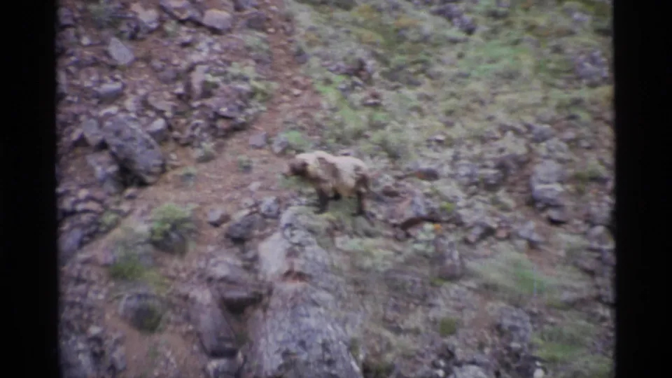 A brown bear appears mid-frame on a rugged rocky hillside in 1977 Alaska home-movie footage, with scrub vegetation and boulders around it.