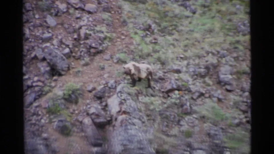 A brown bear continues across a rock-strewn Alaskan hillside in grainy 1977 8mm footage, partly surrounded by low vegetation.