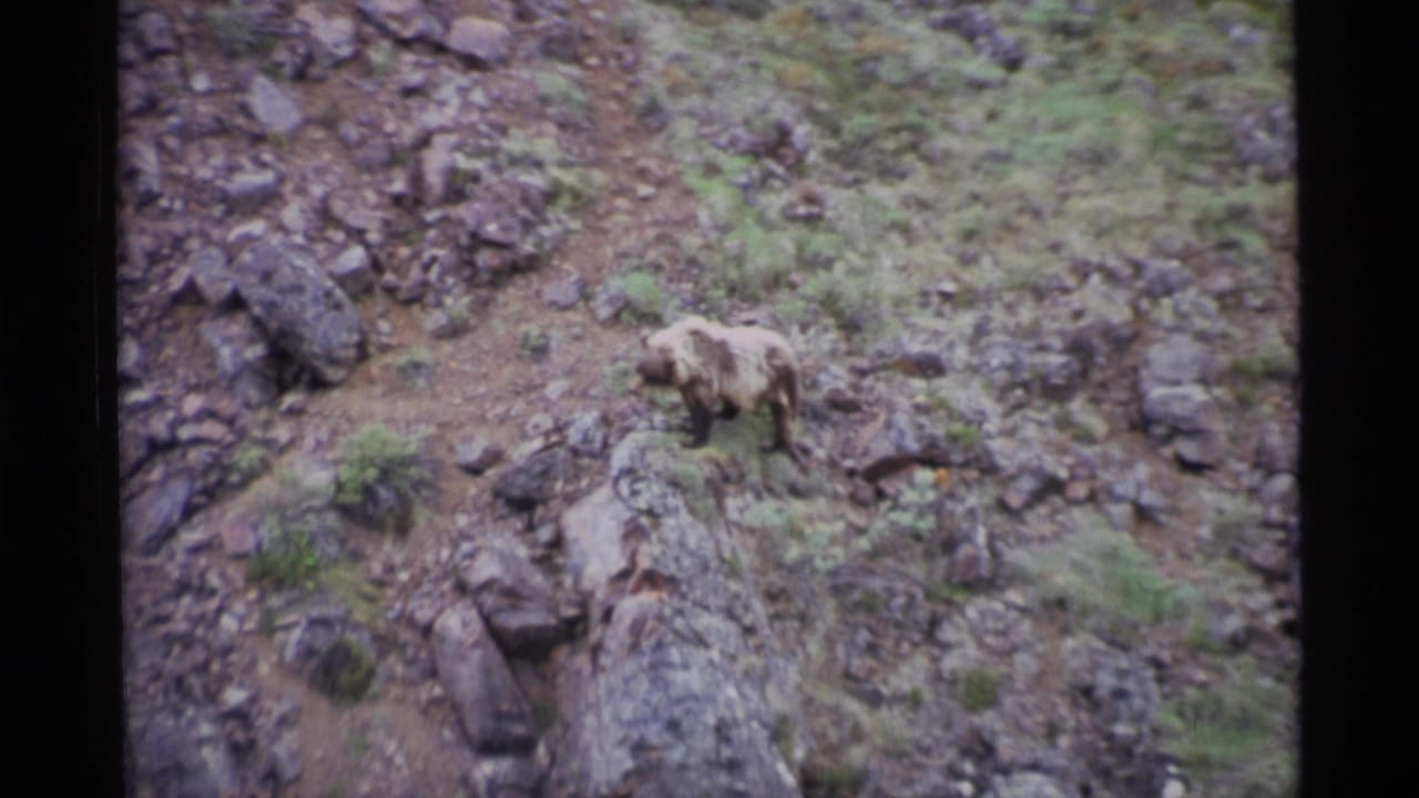 Bear standing on a rocky grassy slope in distant handheld footage.