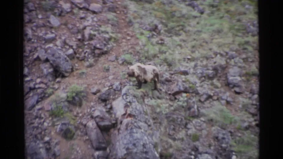 A bear appears on a rocky green hillside in 1977 Alaska 8mm home-movie footage, with no people or structures visible.