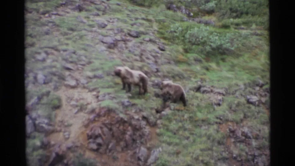 An adult grizzly bear and cub appear together on a rocky, grassy Alaskan hillside in vintage 8mm footage.