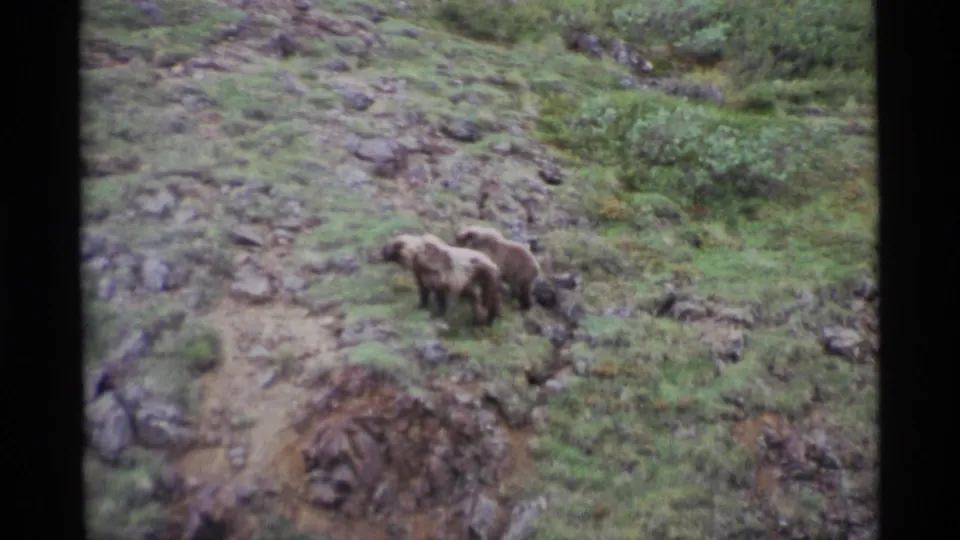 The bear and cub remain close together on the uneven grass and rock slope, filmed from a distant home-movie viewpoint.