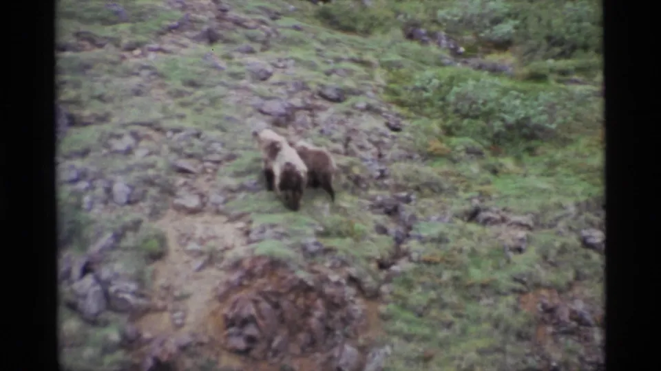 The adult bear and cub move away across the rocky Alaskan hillside, framed in soft, grainy 8mm film.