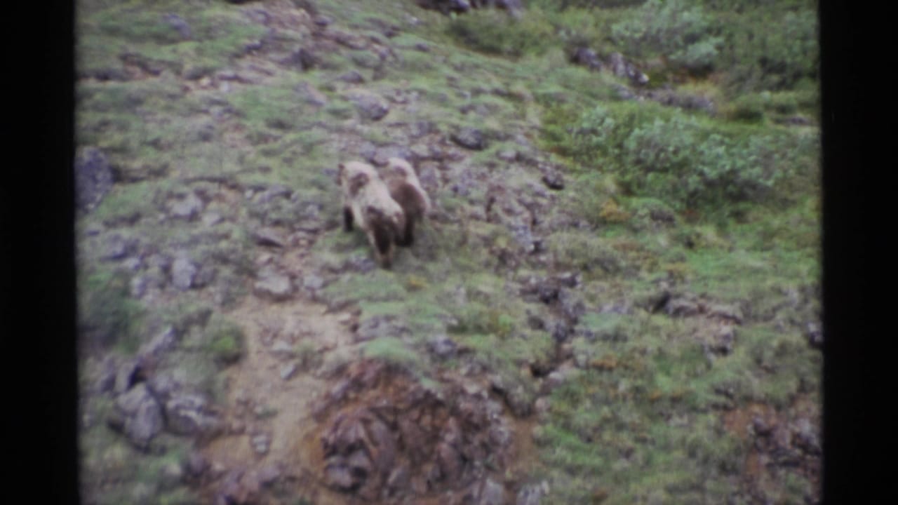 Two brown bears move across a rocky grassy slope.