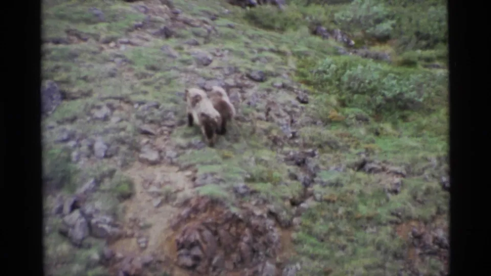 1977 Alaska 8mm frame showing two brown bears foraging or walking on a rocky green hillside.