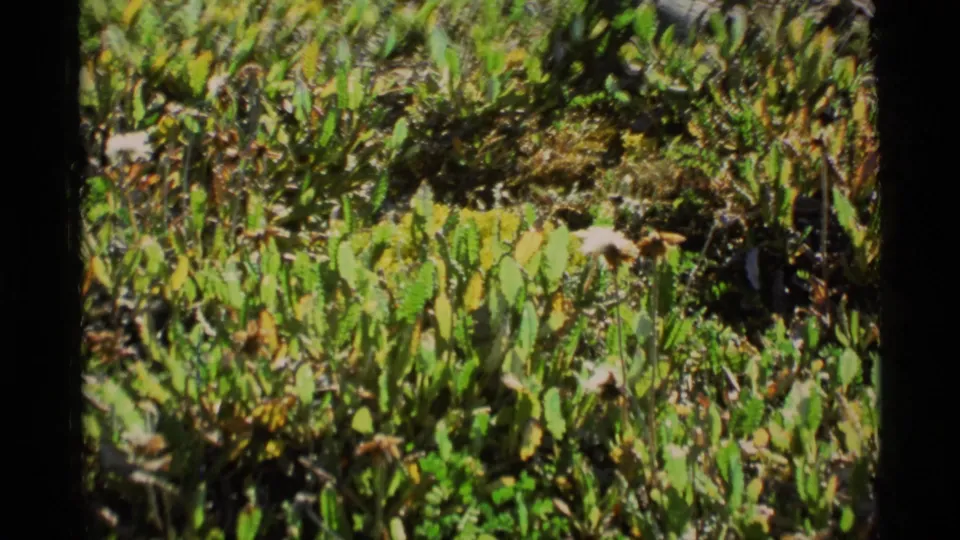 1977 Alaska 8mm frame showing dense green alpine plants and low ground cover in natural light.