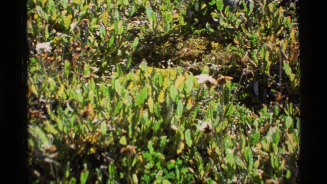 1977 Alaska 8mm frame showing sunlit green ground vegetation with dry stems and a dark film border.