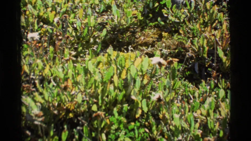 1977 Alaska 8mm frame showing sunlit green ground vegetation with dry stems and a dark film border.