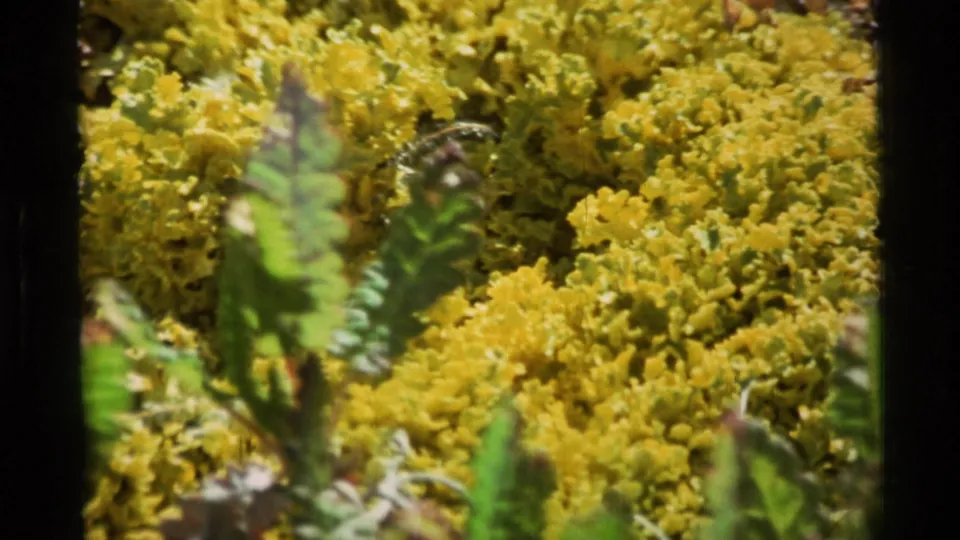 1977 Alaska 8mm close-up of bright yellow lichen or moss-like ground cover with green leaves in front.