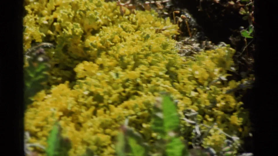 1977 Alaska 8mm frame of dense yellow lichen or moss-like texture, partly obscured by soft green foreground leaves.