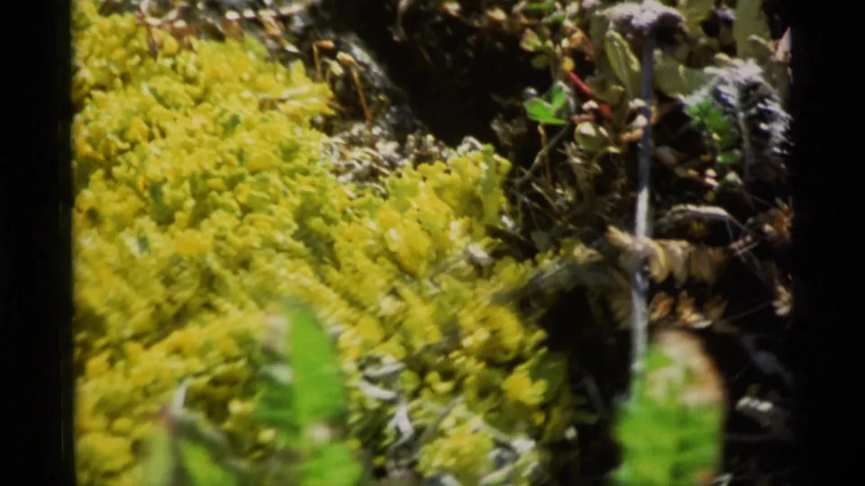 1977 Alaska 8mm close view of yellow ground-cover growth with nearby stems, green leaves, and a purple-tinted plant head.