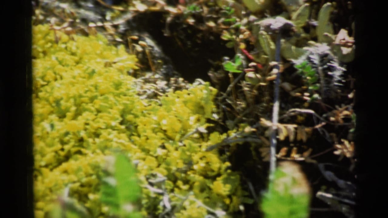 1977 Alaska 8mm frame showing yellow ground cover or flowers near darker green vegetation, with soft focus and film borders.