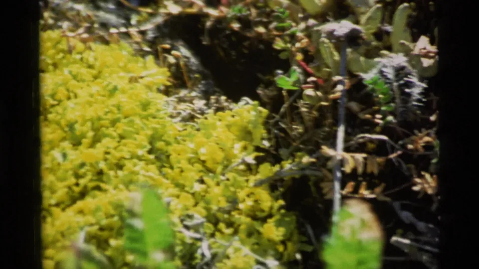 1977 Alaska 8mm frame showing yellow ground cover or flowers near darker green vegetation, with soft focus and film borders.