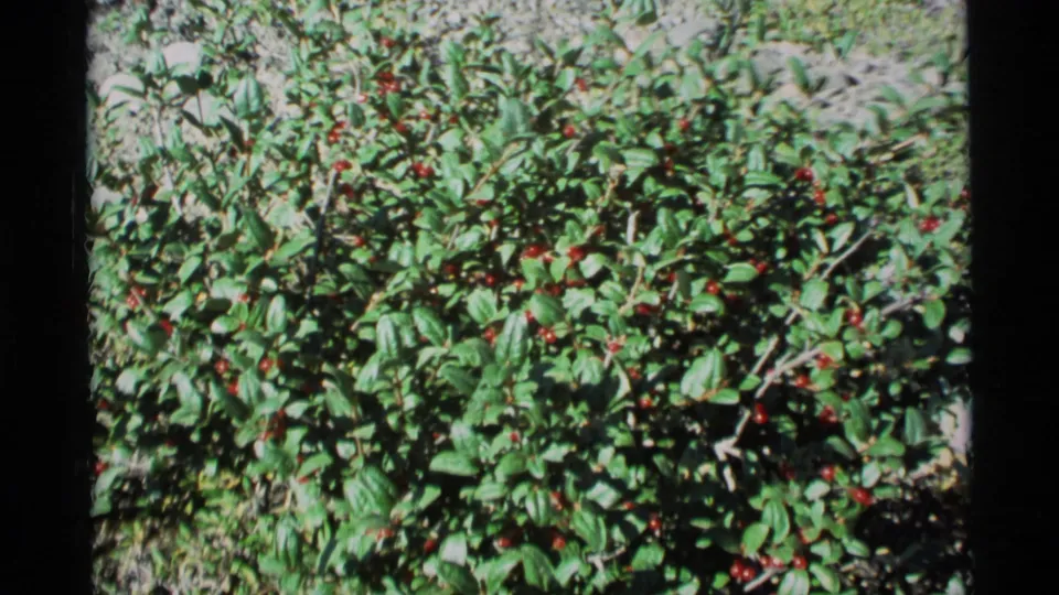 1977 Alaska 8mm frame of a leafy green bush with clusters of small red berries in daylight.