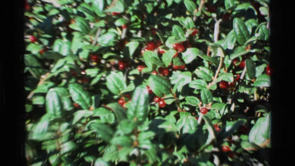 Closer 1977 Alaska home-movie view of red berries and glossy green leaves filling most of the frame.