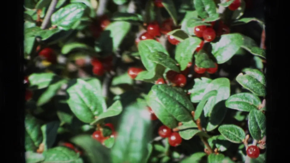 Soft 8mm close-up from 1977 Alaska showing red berries among green leaves after the camera zooms in.