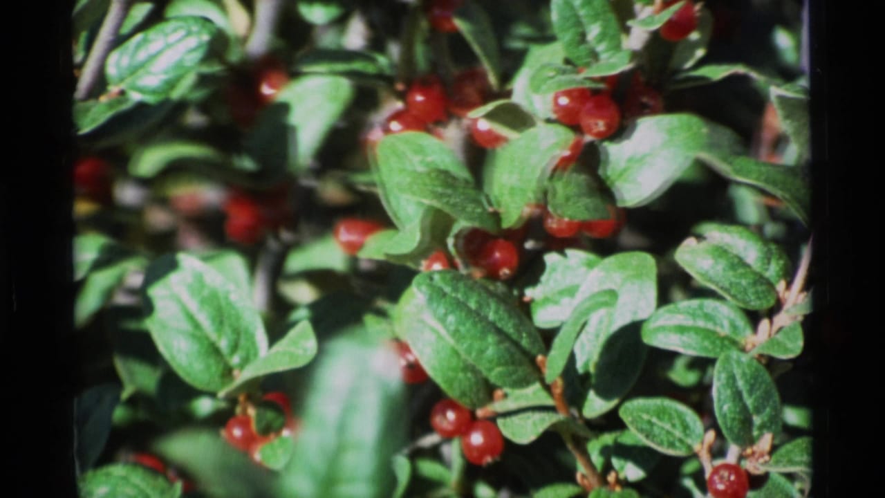 Red berries clustered among green leaves in close-up.