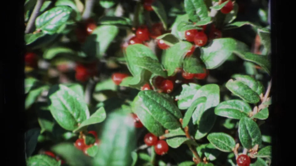 1977 Alaska 8mm close-up of small red berries on a leafy bush, framed by dark film borders.