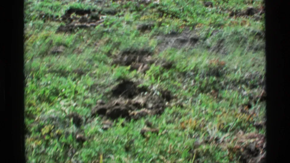 1977 Alaska 8mm frame showing grassy earth with disturbed soil and a small dark burrow opening.