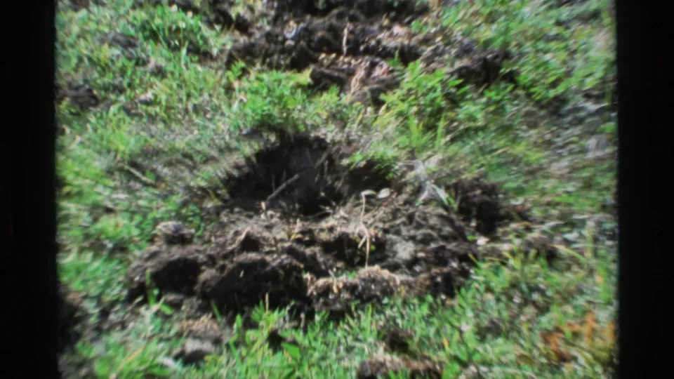 Close 8mm view of a burrow-like opening in grassy Alaskan ground, with loose soil around it.