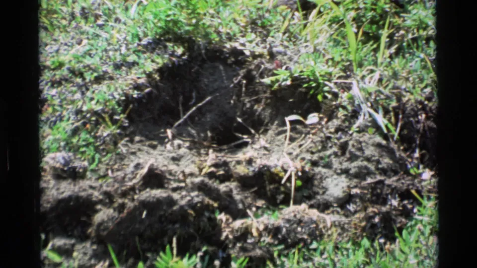 1977 Alaska home-movie frame of a dark burrow opening amid loose earth and green field growth.