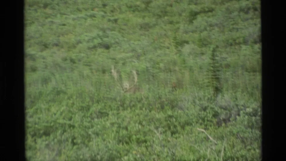 1977 Alaska 8mm frame shifting from distant mountains and riverbed toward dense green brush in the foreground.