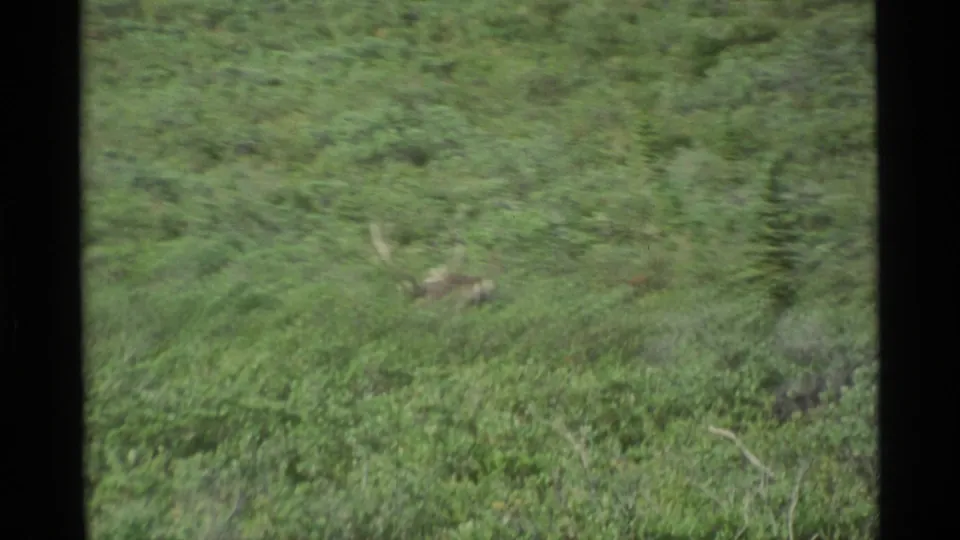 1977 Alaska 8mm frame with a moose partly hidden in dense green brush beneath distant mountains and cloudy sky.