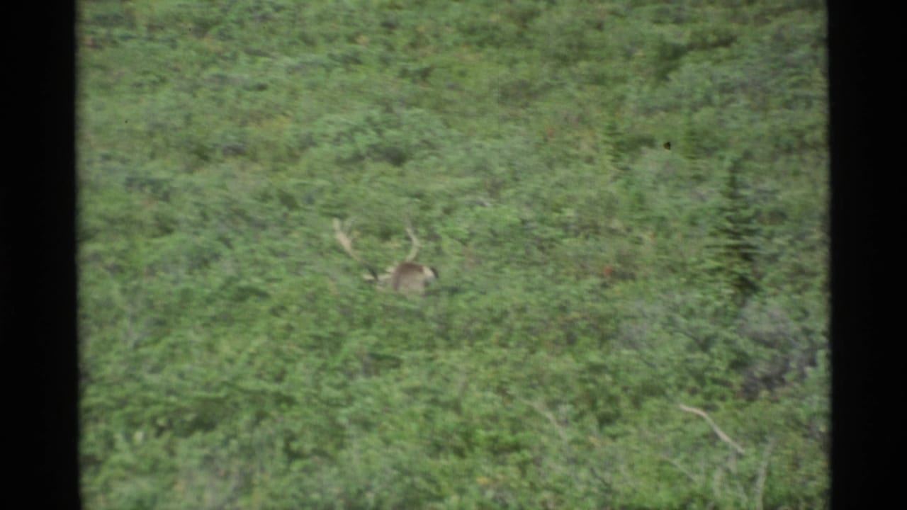Antlered moose partly hidden in green Alaskan forest shrubs.