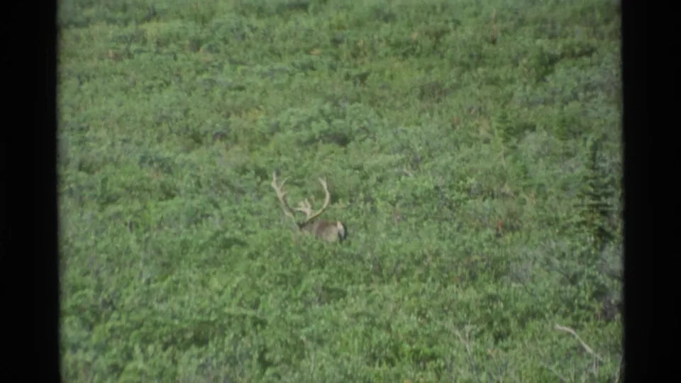 An antlered moose stands or moves slowly through dense green Alaskan brush in the 1977 8mm clip.