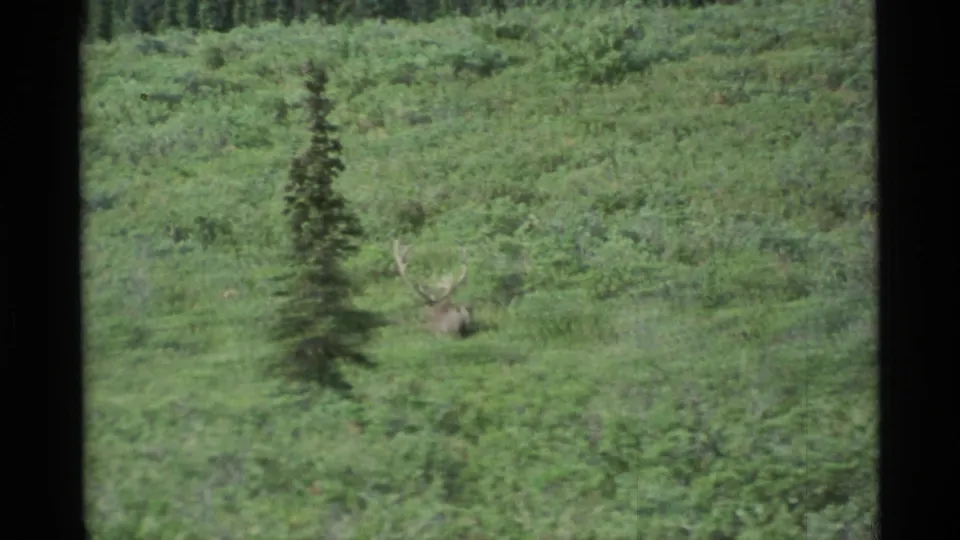 The moose is partly hidden behind a small conifer while moving through green Alaskan forest undergrowth.