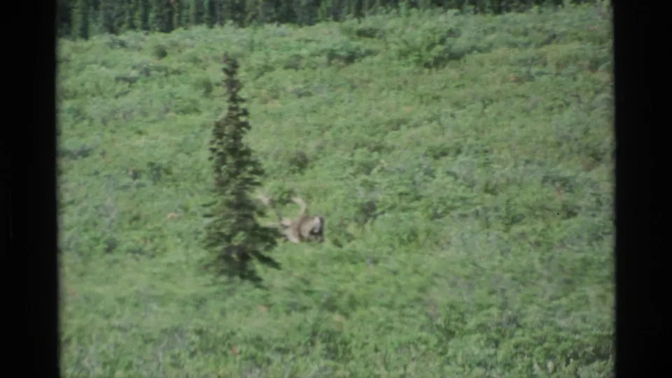 An antlered moose moves through low green brush near a small conifer in 1977 Alaska 8mm home-movie footage.