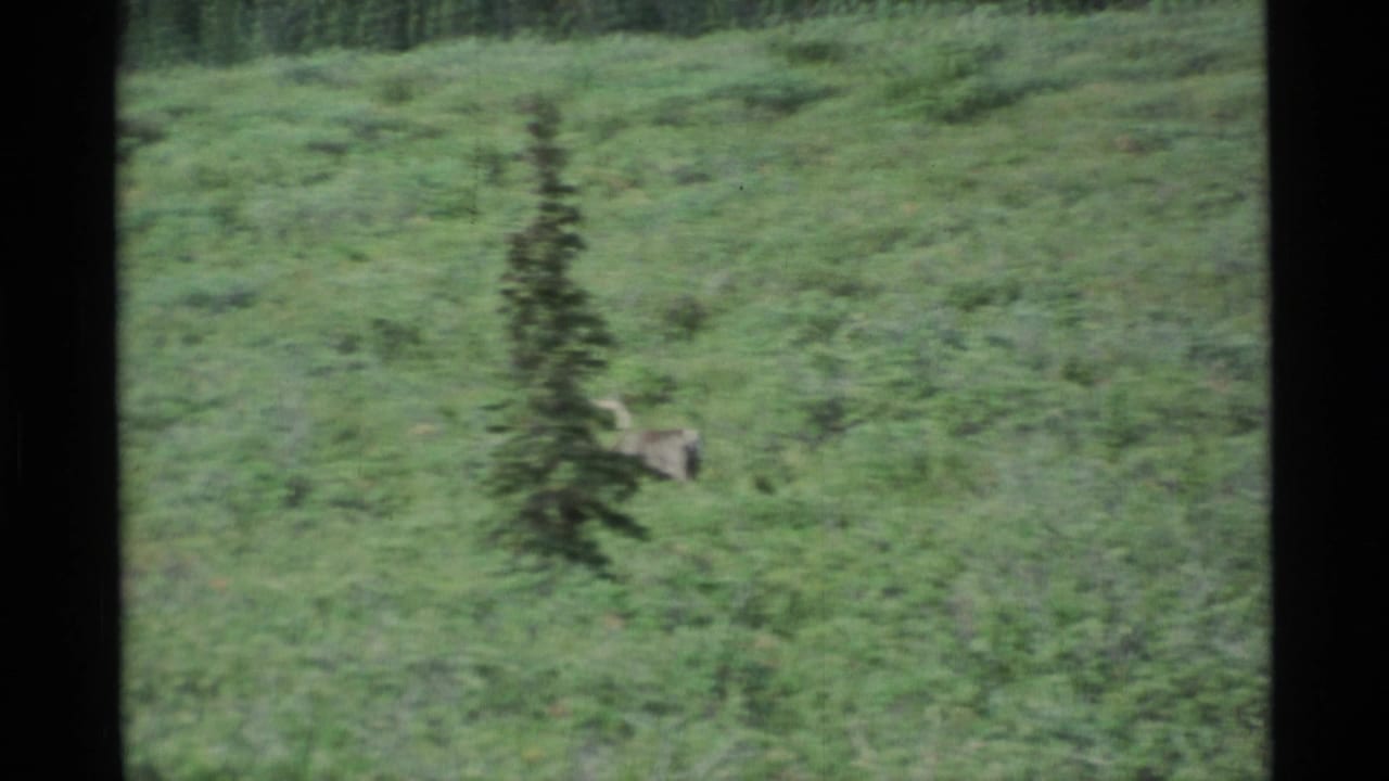 1977 Alaska 8mm frame showing a moose partly obscured by meadow brush beside a narrow evergreen tree.