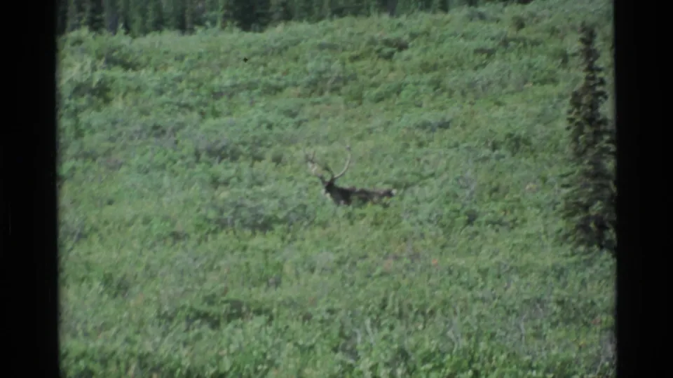 1977 Alaska 8mm frame with an antlered moose visible among dense green meadow vegetation and distant trees.