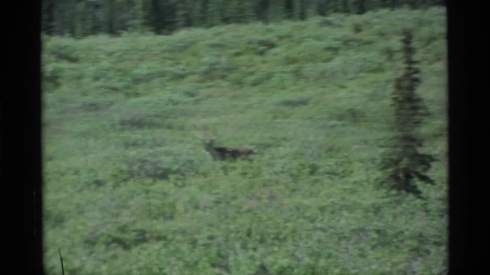 1977 Alaska 8mm frame showing a moose low in the meadow vegetation, with green brush and a dark forest edge behind it.