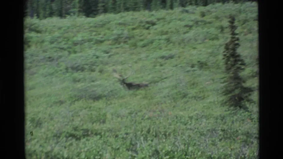 1977 Alaska 8mm frame showing the moose partly hidden in green meadow plants near a slender evergreen and forest backdrop.