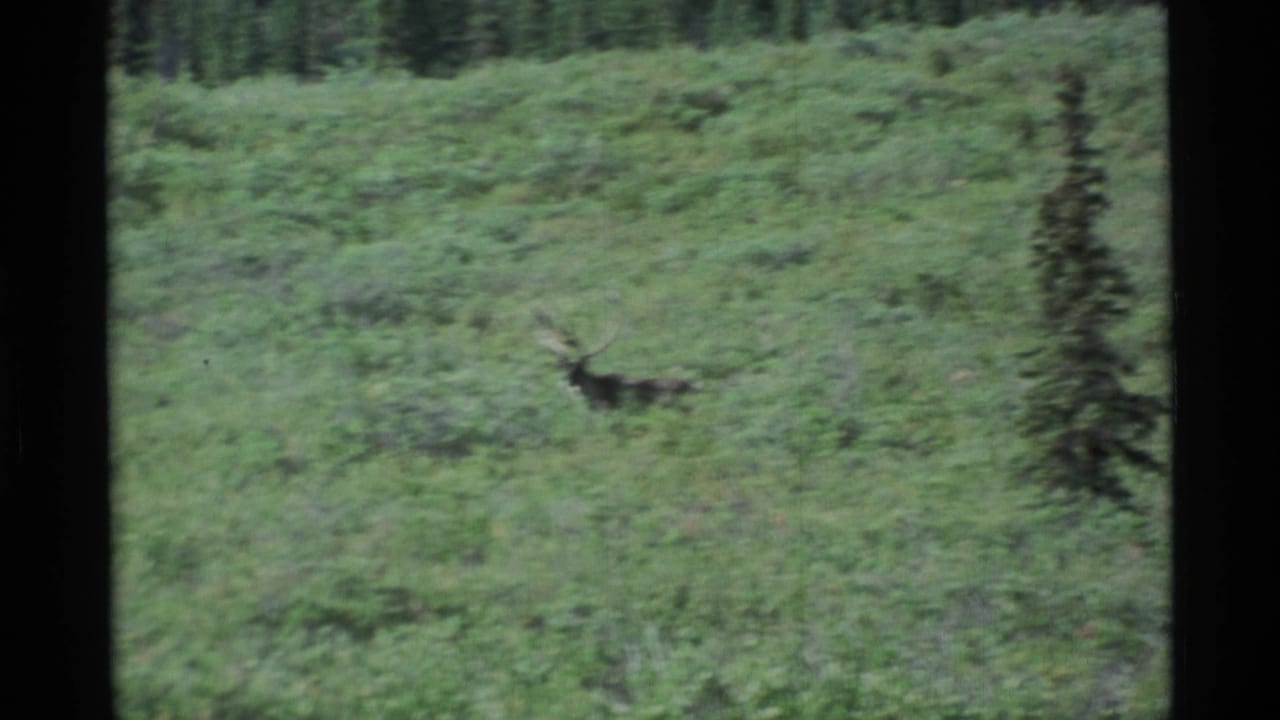 A distant antlered caribou appears in Alaska tundra vegetation, with green shrubs and dark evergreen trees in a soft 8mm frame.