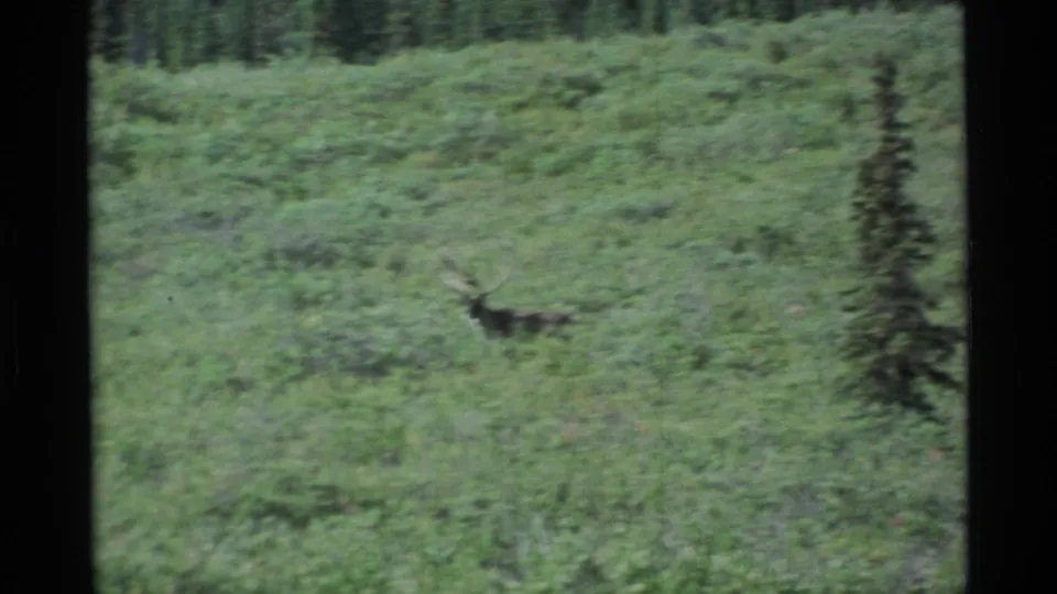 A distant antlered caribou appears in Alaska tundra vegetation, with green shrubs and dark evergreen trees in a soft 8mm frame.