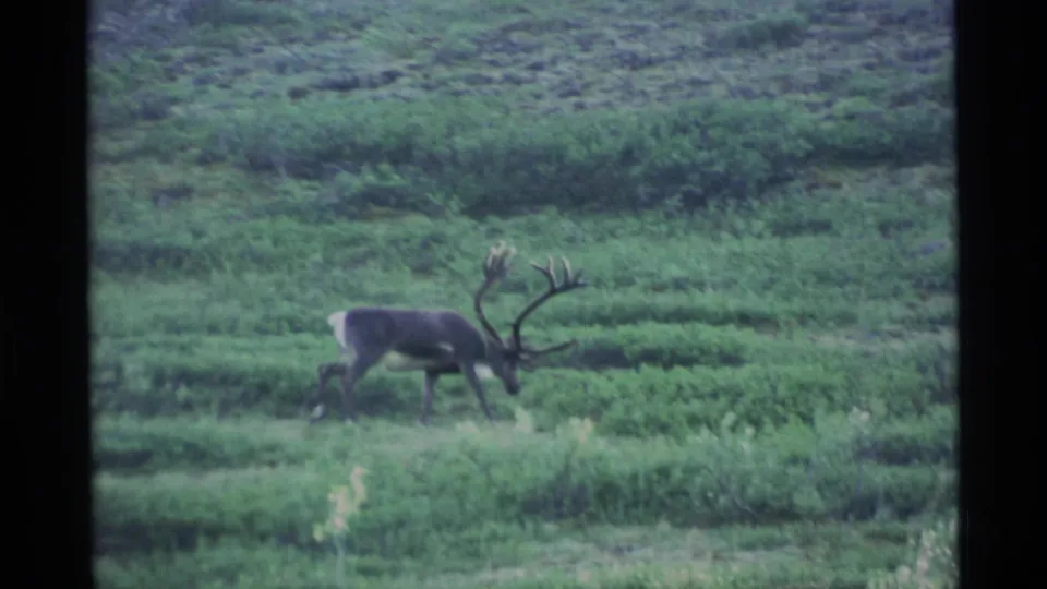 A caribou with large antlers grazes in open Alaskan tundra, surrounded by low shrubs and soft green ground cover.