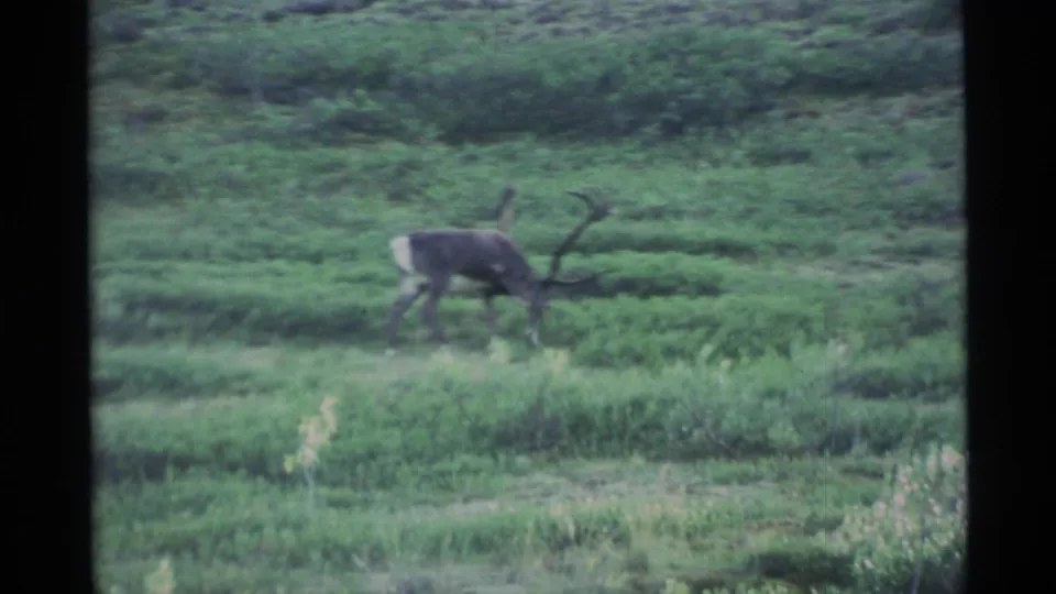 The antlered caribou moves across an Alaskan tundra landscape, head lowered near the vegetation as it passes through shrubs.