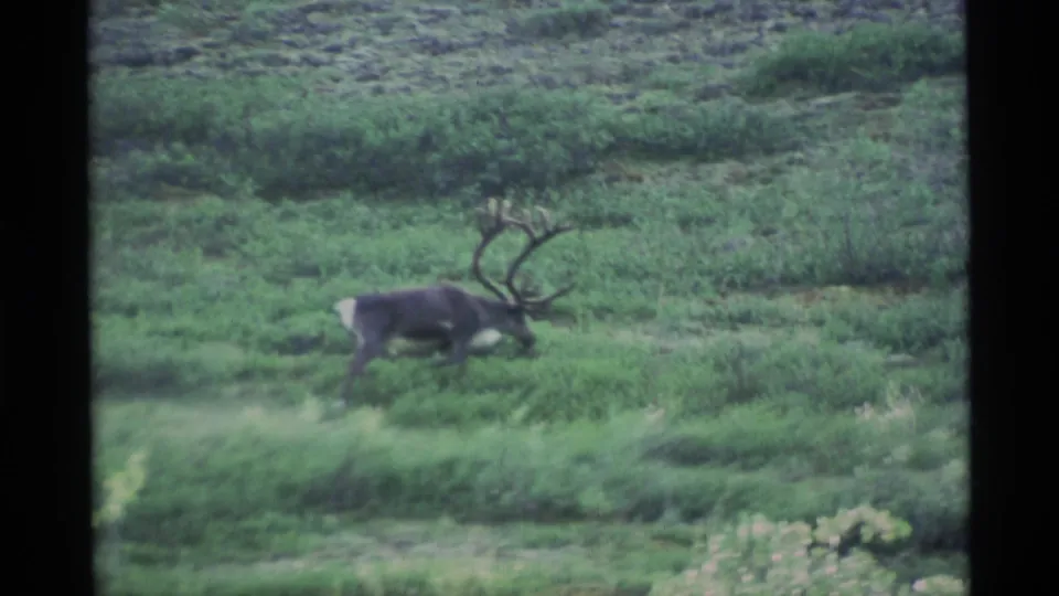 An antlered caribou continues across low Alaskan tundra vegetation, framed by soft green shrubs and distant terrain.