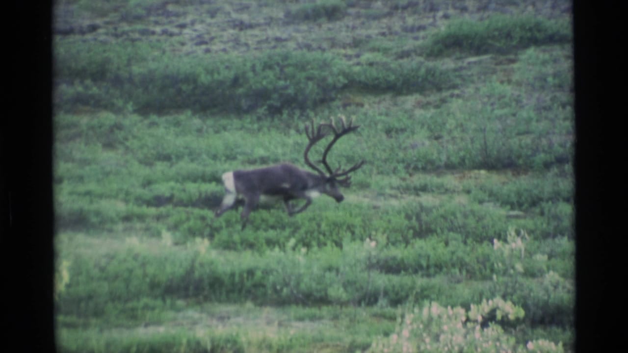 1977 Alaska 8mm frame showing an antlered animal moving through green tundra vegetation in a distant handheld view.
