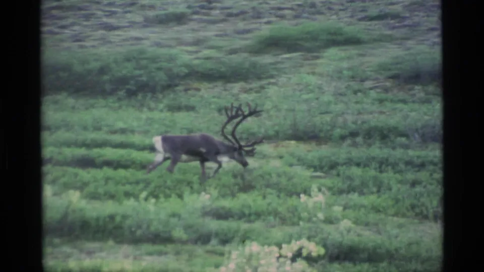 1977 Alaska 8mm frame of an antlered animal walking across low green brush in an open tundra setting.