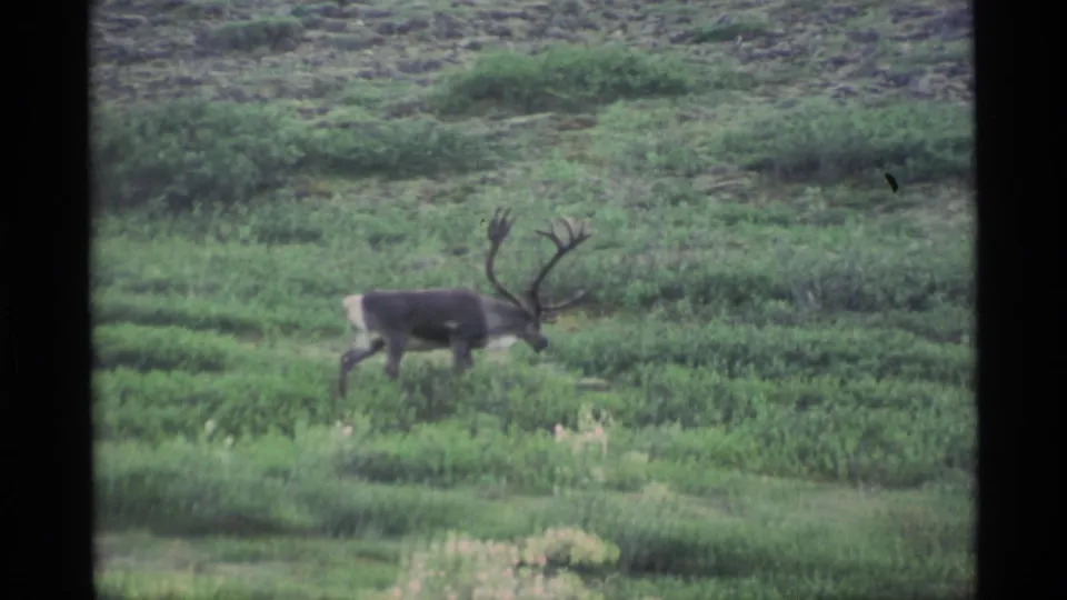 1977 Alaska 8mm frame showing an antlered animal with its head lowered among dense green tundra plants.