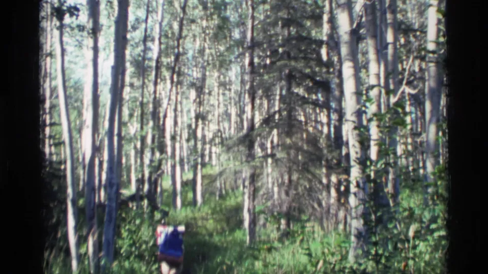 1977 Alaska hiking footage shows backpackers moving through a bright stand of slender trees and green undergrowth.