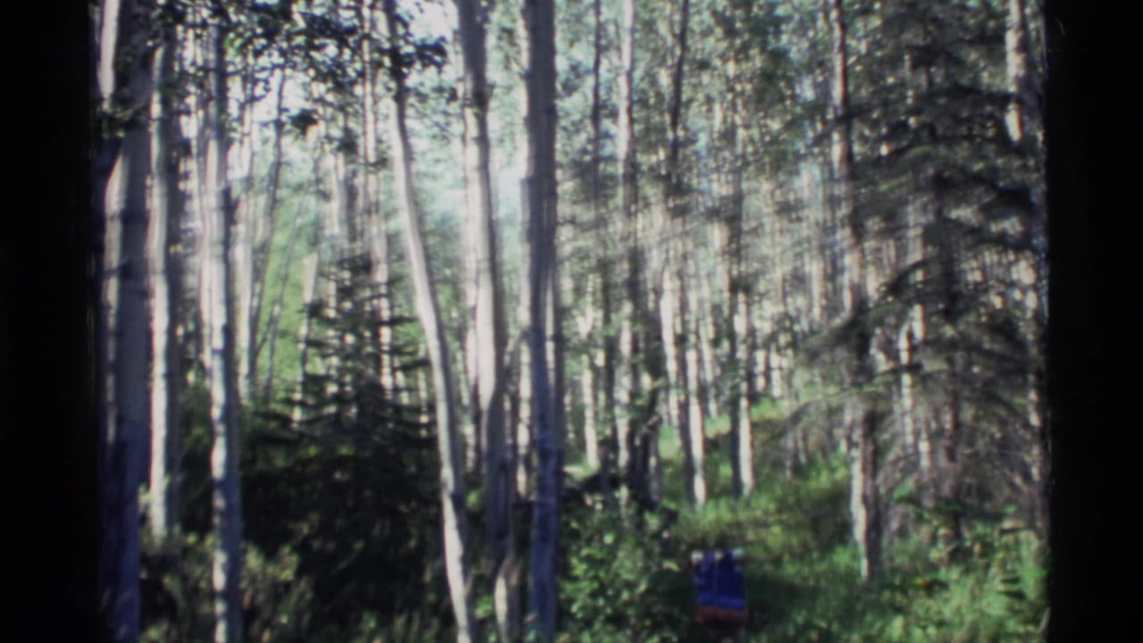 1977 Alaskan forest view with tall pale trunks, dense green foliage, and a distant backpacker partly visible near the lower frame.