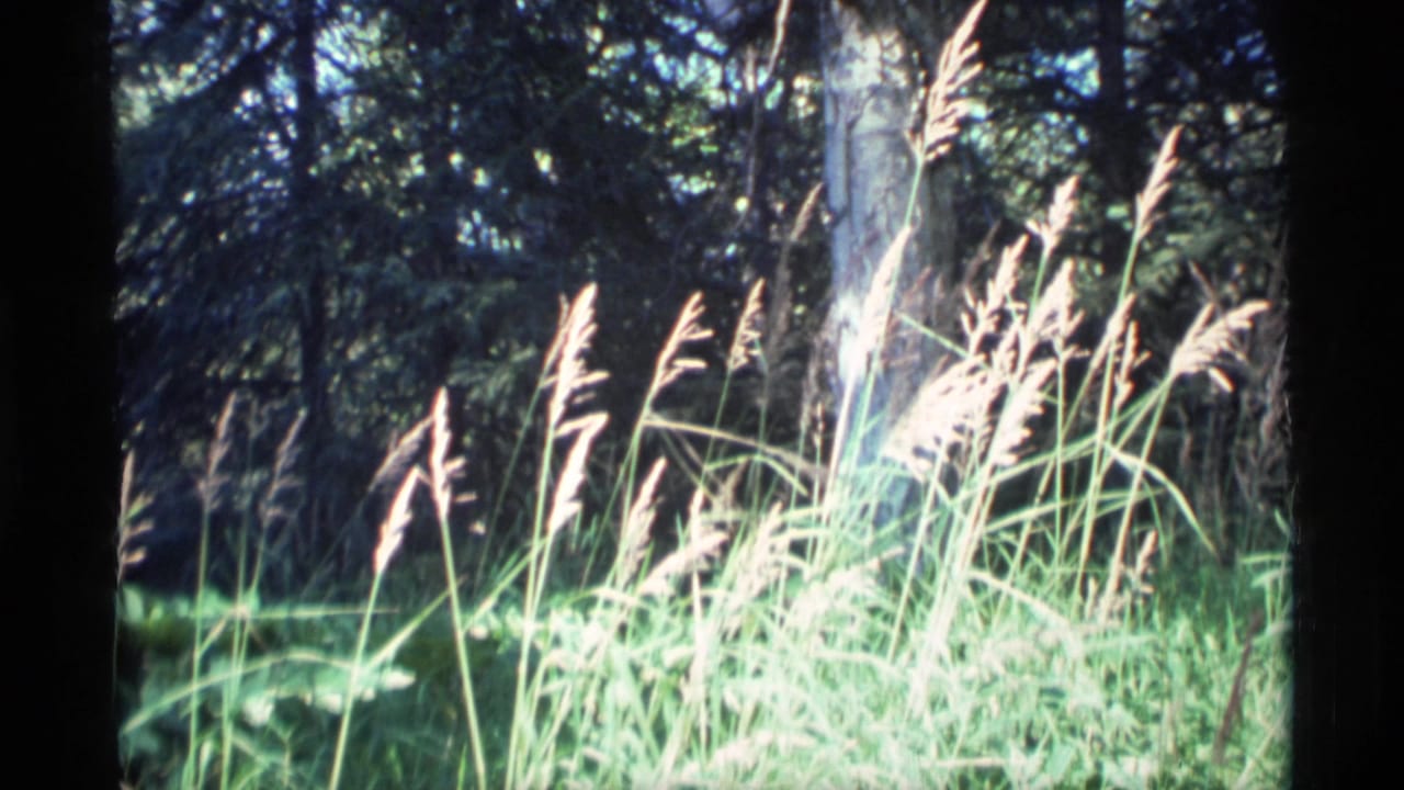 1977 Alaska 8mm frame showing backlit tall grasses against a shaded evergreen forest understory.