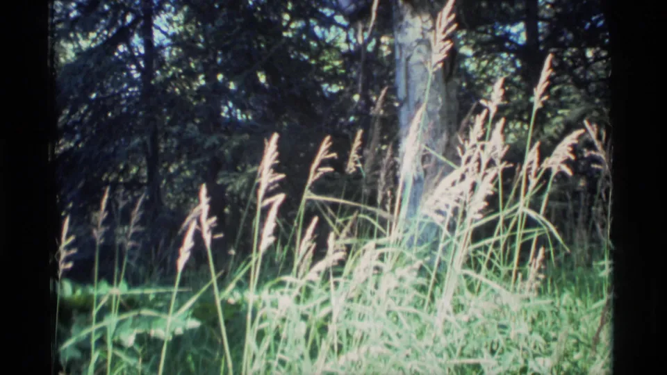 1977 Alaska home-movie frame of bright grasses and seed heads at the edge of a dark wooded area.