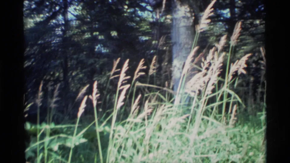 1977 Alaska 8mm frame with tall grass stems, overexposed foliage, and a shaded evergreen background.