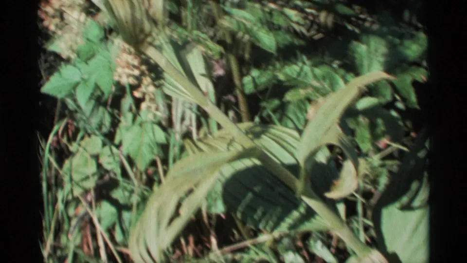 1977 Alaska home-movie frame showing broad leaves and tangled understory plants on the forest floor.