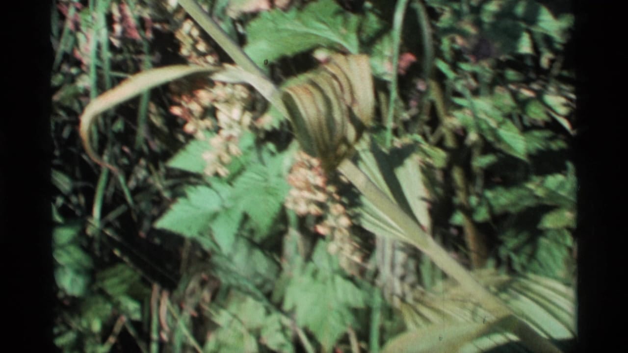 Close-up of pale plant buds and broad green leaves in dense foliage.